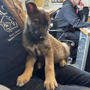 Shepherd and Mixed Breed Dogs Available for Adoption in Richmond, California - MISHKA | PetCurious