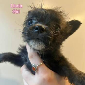 Chihuahua and Terrier Dogs Available for Adoption in Bend, Oregon - Linda | PetCurious