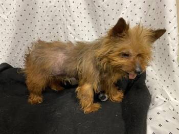Yorkshire Terrier Dogs Available for Adoption in Modesto, California - TANDY | PetCurious