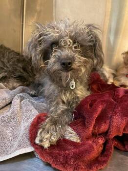 Dainty -  Havanese Dog for Adoption in Phoenix, Arizona - Dainty | PetCurious