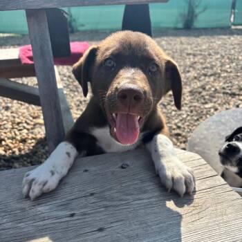 Herbert -  Pit Bull Terrier Dog for Adoption in Clavet, Saskatchewan - Herbert | PetCurious