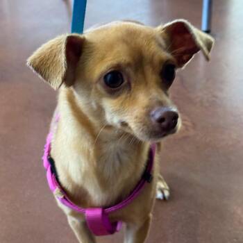 Terrier and Chihuahua Dogs Available for Adoption in Goleta, California - Caramela | PetCurious