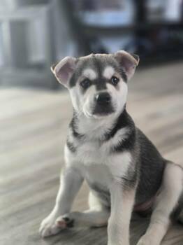 Rescue Mixed Breed Dogs for Adoption in Cando, Saskatchewan - Puppy A | PetCurious