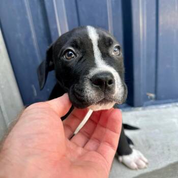 The Flash -  Mixed Breed Dog for Adoption in Matteson, Illinois - The Flash | PetCurious