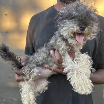 Rosey - Local November 6-8 -  Poodle Dog for Adoption in Brookshire, Texas - Rosey - Local November 6-8 | PetCurious