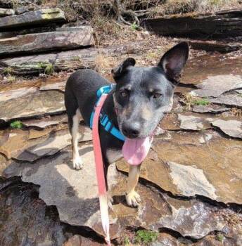 Sawyer -  German Shepherd Dog and Labrador Retriever Dog for Adoption in Leesburg, Alabama - Sawyer | PetCurious