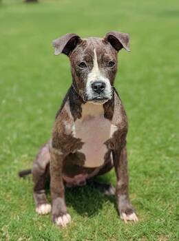 Butler 26/543 -  Pit Bull Terrier Dog for Adoption in Talladega, Alabama - Butler 26/543 | PetCurious