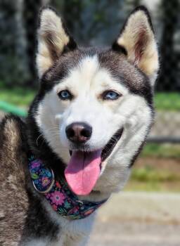 Rescue Siberian Husky Dogs for Adoption in Lindenhurst, New York - 25-356 Kenya | PetCurious