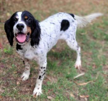 Woody -  English Setter Dog for Adoption in Vernon, Texas - Woody | PetCurious