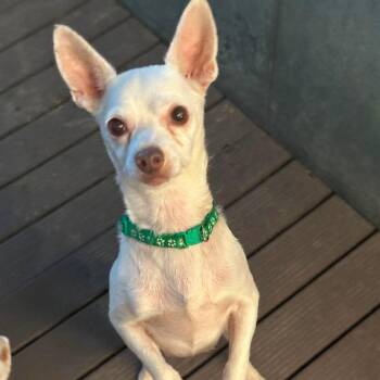 Cooper -  Chihuahua Dog for Adoption in Loves Park, Illinois - Cooper | PetCurious