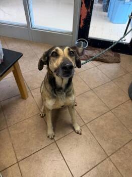 German Shepherd Dog Dogs Available for Adoption in Marion, Ohio - Paris | PetCurious