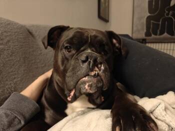 Lucy-Belle -  Mixed Breed Dog for Adoption in New York, New York - Lucy-Belle | PetCurious