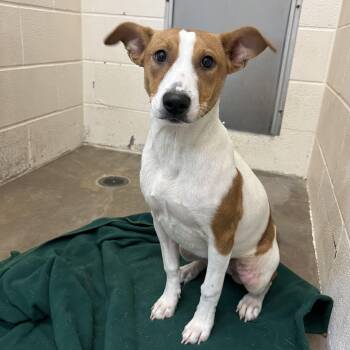 Rescue Terrier Dogs for Adoption in Tom Bean, Texas - Sophie | PetCurious