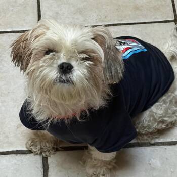 Meg -  Shih Tzu Dog for Adoption in Rockville, Maryland - Meg | PetCurious