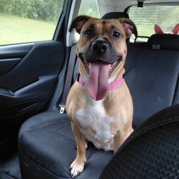 Wilma -  Mixed Breed Dog for Adoption in Moravia, New York - Wilma | PetCurious