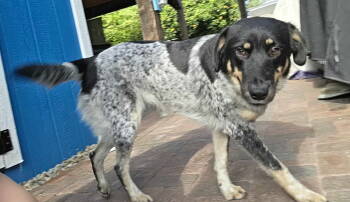 Rescue Cattle Dog Dogs for Adoption in Tempe, Arizona - Bianca | PetCurious