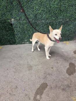 Tejano -  Chihuahua and Mixed Breed Dog for Adoption in El Paso, Texas - Tejano | PetCurious
