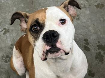 Rescue Boxer and Mixed Breed Dogs for Adoption in Tustin, California - HONEYDEW | PetCurious