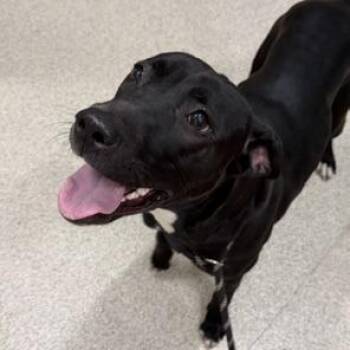 Rebel -  Mixed Breed Dog for Adoption in Ballston Spa, New York - Rebel | PetCurious
