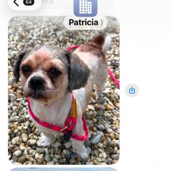 Bowie -  Shih Tzu and Mixed Breed Dog for Adoption in Tunkhannock, Pennsylvania - Bowie | PetCurious
