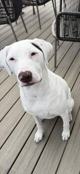 Regina - Courtesy Listing -  German Shorthaired Pointer and Labrador Retriever Dog for Adoption in Sedalia, Colorado - Regina - Courtesy Listing | PetCurious