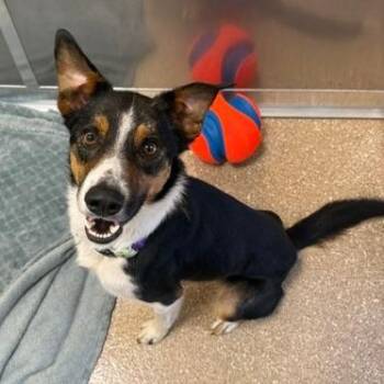 Kermit -  Mixed Breed Dog for Adoption in Sonoma, California - Kermit | PetCurious