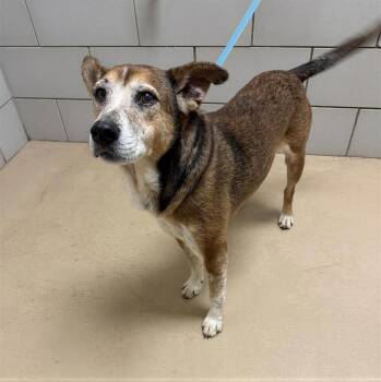 Mixed Breed Dogs Available for Adoption - De Niro | PetCurious