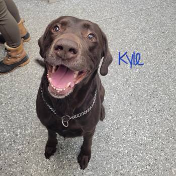 Chocolate Labrador Retriever Dogs Available for Adoption - Kyle | PetCurious