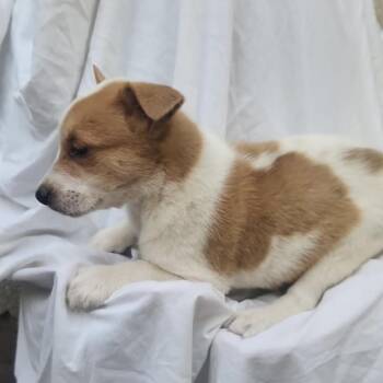 Jessie (Chantelle Pup 1) -  Mixed Breed Dog for Adoption in Bend, Oregon - Jessie (Chantelle Pup 1) | PetCurious