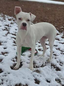 Pit Bull Terrier Dogs Available for Adoption in Denver, Colorado - Clementine | PetCurious