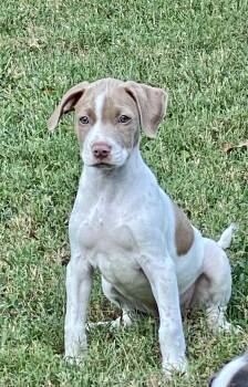 Dolly -  English Pointer and Pit Bull Terrier Dog for Adoption in Glasgow, Kentucky - Dolly | PetCurious