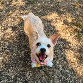 Cindy Bear -  Cairn Terrier Dog for Adoption in San Francisco, California - Cindy Bear | PetCurious