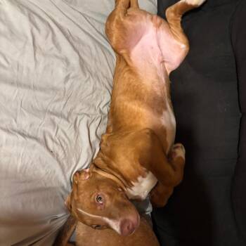 Mixed Breed and Beagle Dogs Available for Adoption in Roanoke, Virginia - Otis | PetCurious