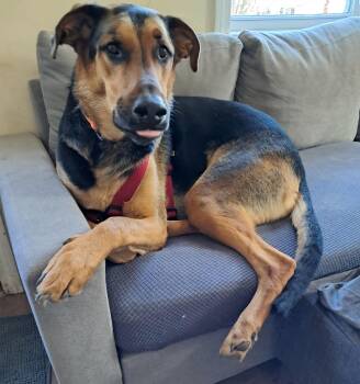 Zane -  German Shepherd Dog Dog for Adoption in Bristol, Vermont - Zane | PetCurious