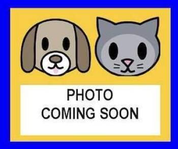 TUFFY -  Chihuahua Dog for Adoption in San Antonio, Texas - TUFFY | PetCurious