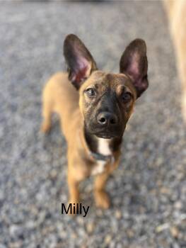 German Shepherd Dog and Labrador Retriever Dogs Available for Adoption - Milly  | PetCurious