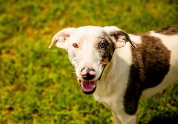 Rio -  Border Collie Dog for Adoption in Chickasha, Oklahoma - Rio | PetCurious