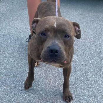 Bullet Stray Hold 7/21 -  Mixed Breed Dog for Adoption in Huntington, West Virginia - Bullet Stray Hold 7/21 | PetCurious