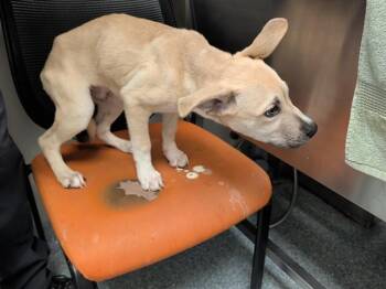 SMOKEY -  Siberian Husky and Mixed Breed Dog for Adoption in Rowlett, Texas - SMOKEY | PetCurious