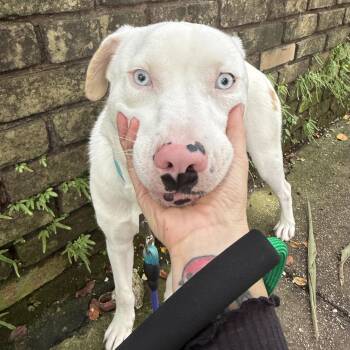 Rescue Australian Shepherd and Catahoula Leopard Dog Dogs for Adoption in New Orleans, Louisiana - Enzo | PetCurious