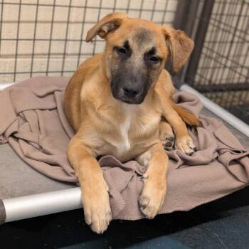 Beagle and Mixed Breed Dogs Available for Adoption in Grand Junction, Colorado - Crockett | PetCurious