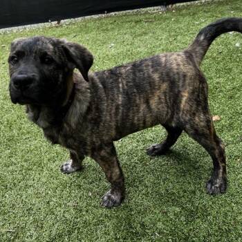 Ugga -  Mixed Breed Dog for Adoption in South Burlington, Vermont - Ugga | PetCurious