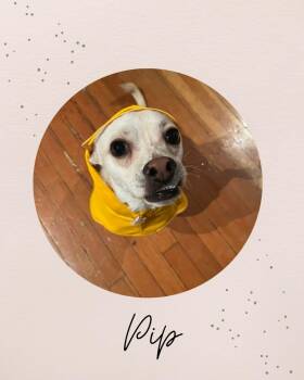 PIP -  Chihuahua Dog for Adoption in Coquitlam, British Columbia - PIP | PetCurious