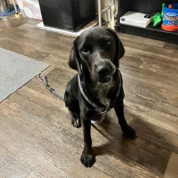 BOOT 242-26 -  Labrador Retriever Dog for Adoption in Cambridge, Ohio - BOOT 242-26 | PetCurious