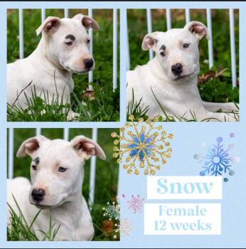 Rescue Labrador Retriever and Whippet Dogs for Adoption in Milner, Georgia - Snow | PetCurious