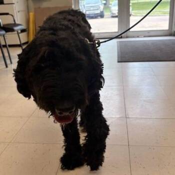 Mixed Breed Dogs Available for Adoption in Davenport, Iowa - Georga | PetCurious