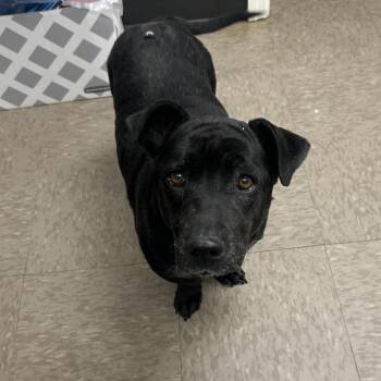 Basset Hound Dogs Available for Adoption - Charlee | PetCurious