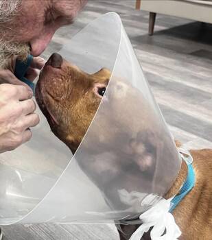 Rescue American Staffordshire Terrier Dogs for Adoption in Palisades Park, New Jersey - Magnus (Magpie) | PetCurious