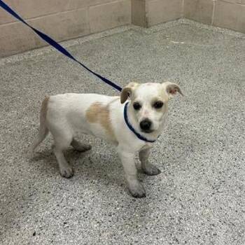 Chihuahua and Mixed Breed Dogs Available for Adoption - Gravy | PetCurious