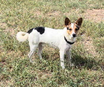 Rescue Jack Russell Terrier and Rat Terrier Dogs for Adoption in Columbia, Tennessee - Oatmeal | PetCurious